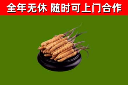 凤庆县烟酒回收冬虫夏草.jpg